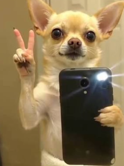 @vampolar