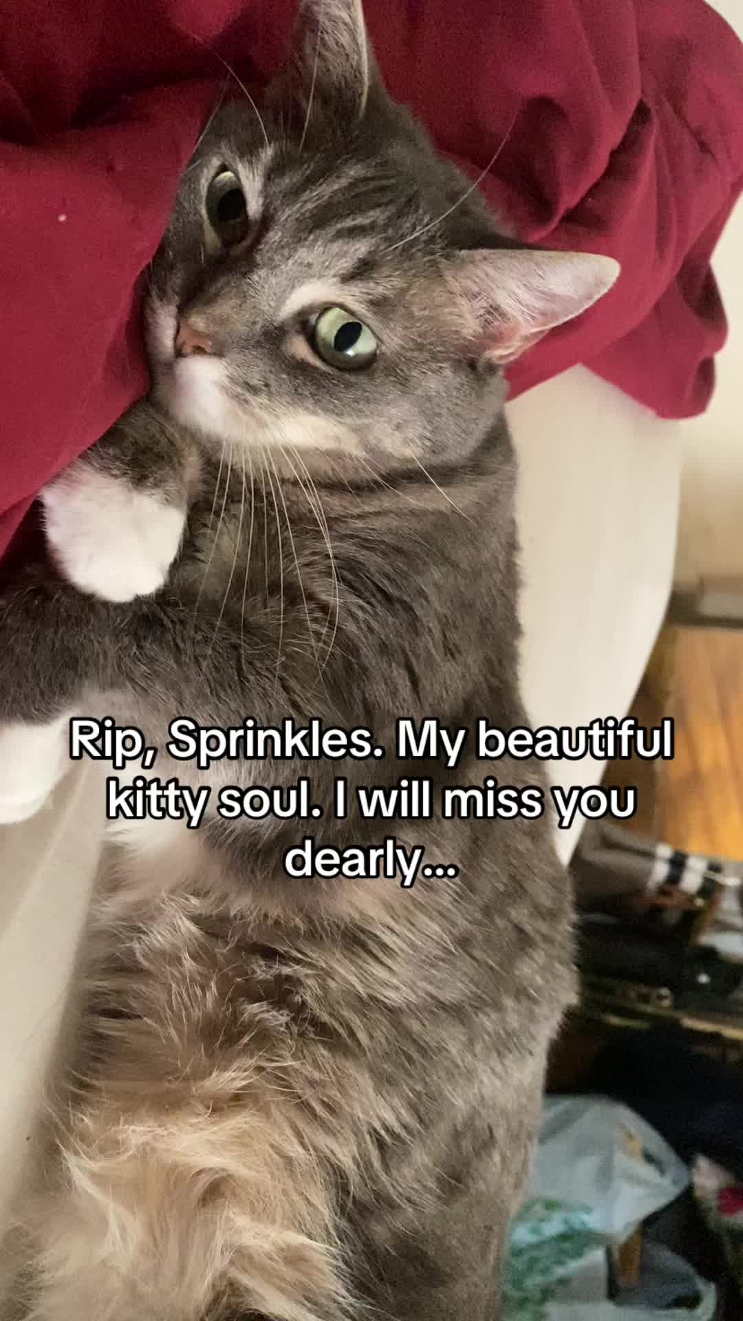 @MewBuilds