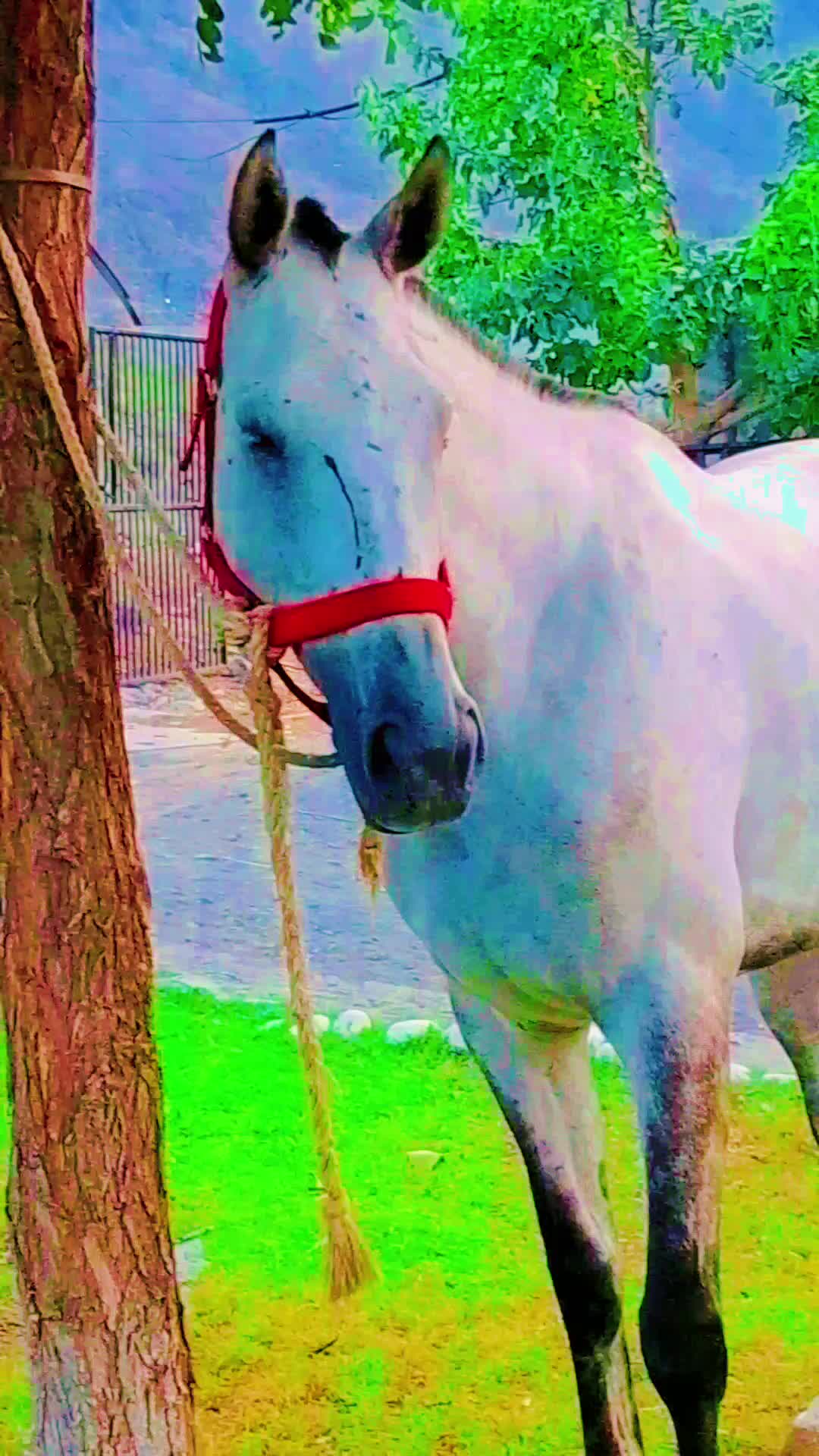 @★ 𝗧𝗔𝗥𝗜𝗤 𝗔𝗭𝗜𝗭 ★