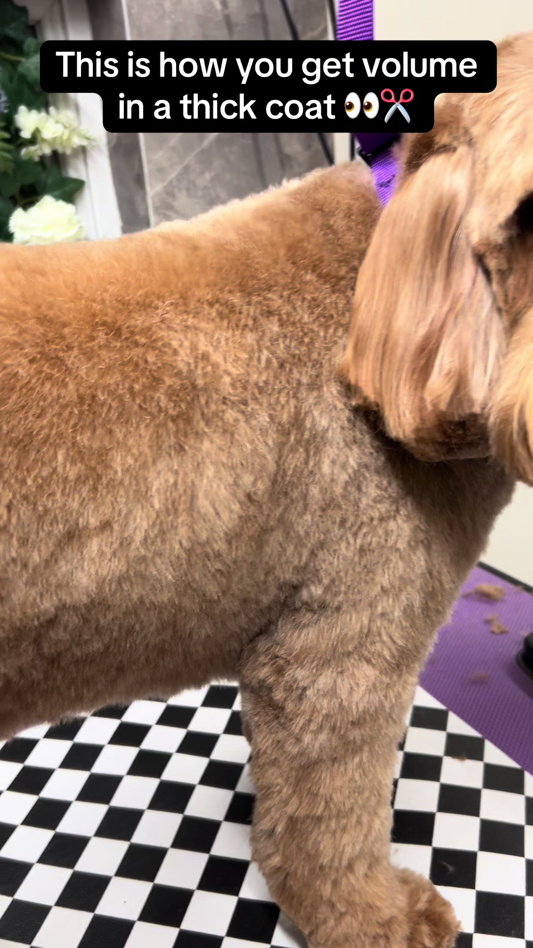 @Poochiepoosdoggrooming