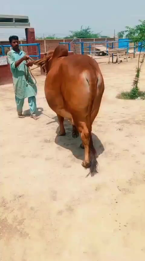 @Zubair Raza