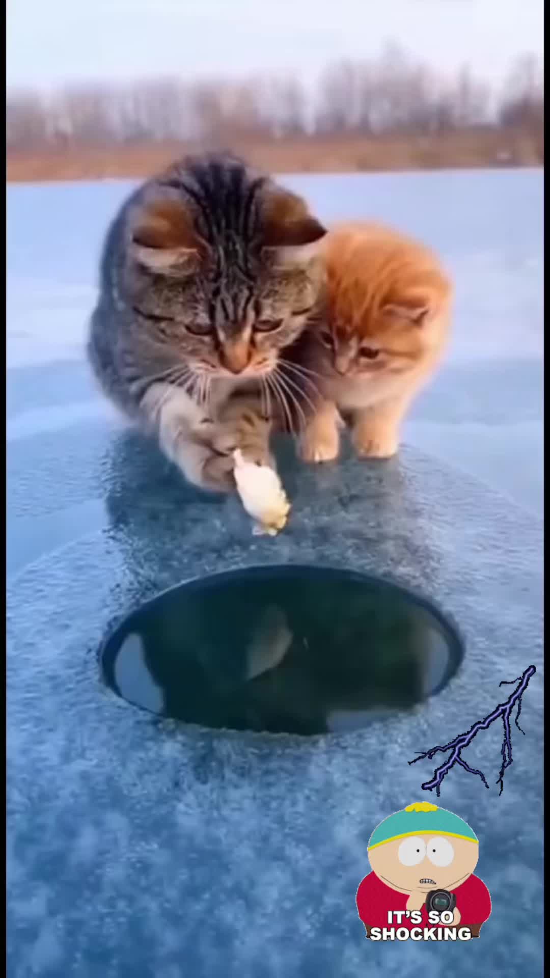 @🐈⬛🐈Shelby🐈