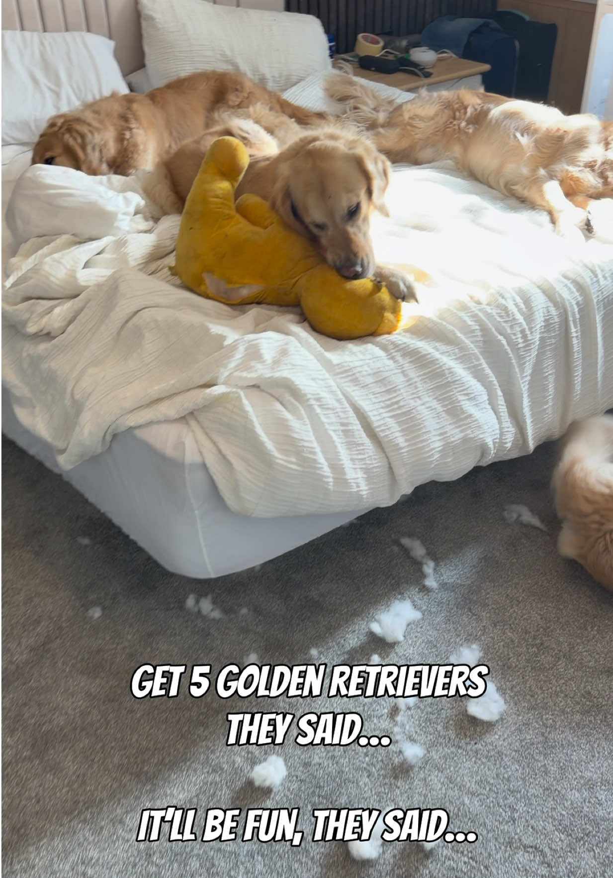 @5 Shades of Golden