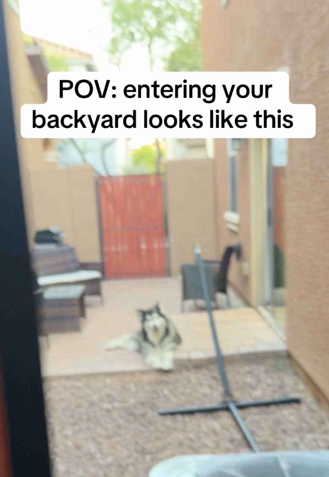 @Bandit The Husky
