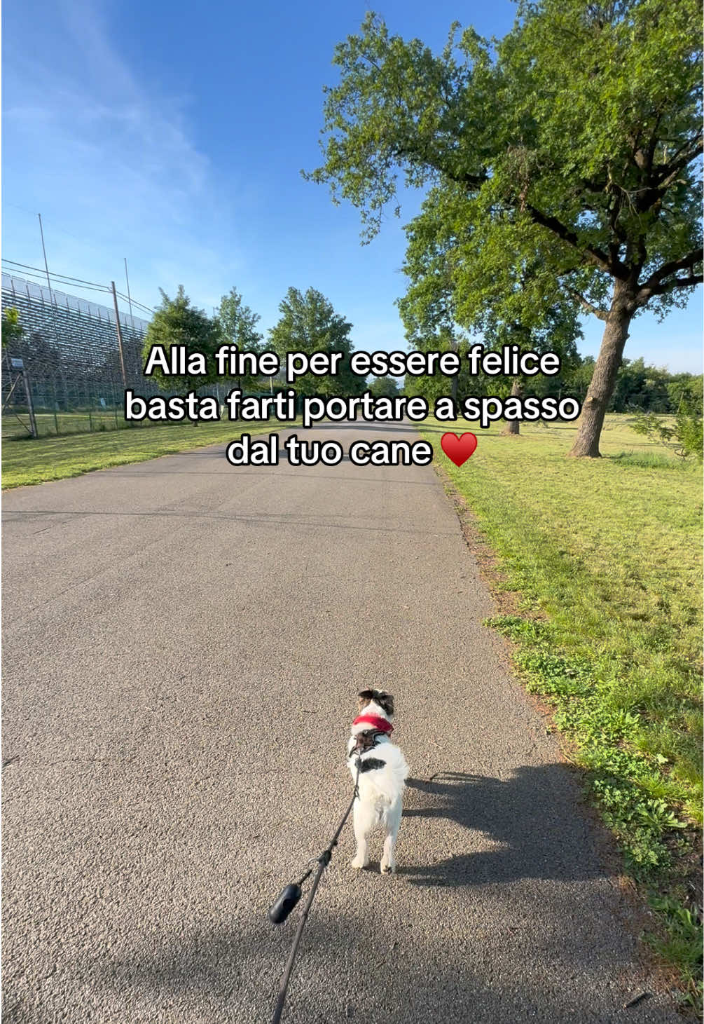 @momusso
