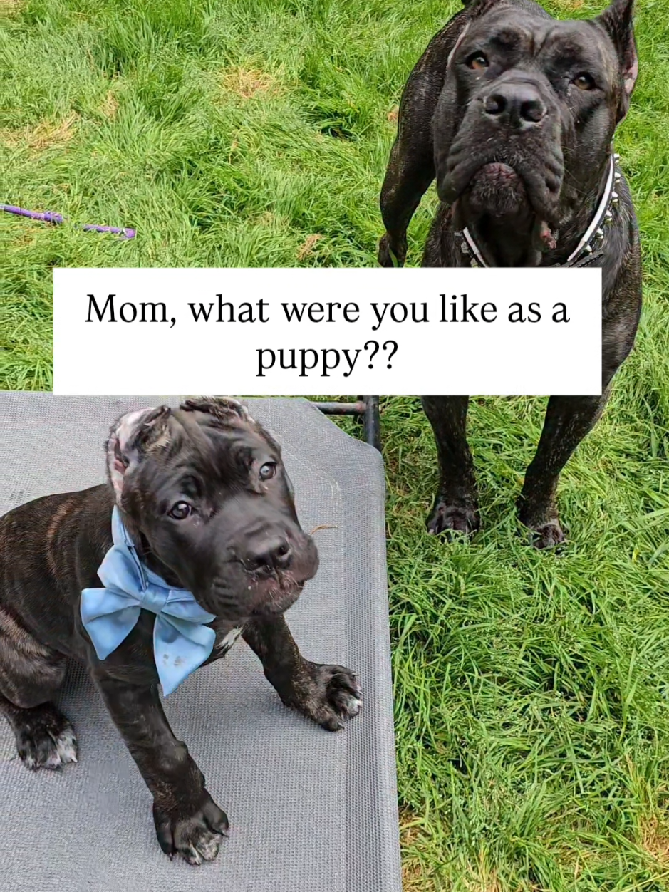 @SalmonCreekCaneCorso