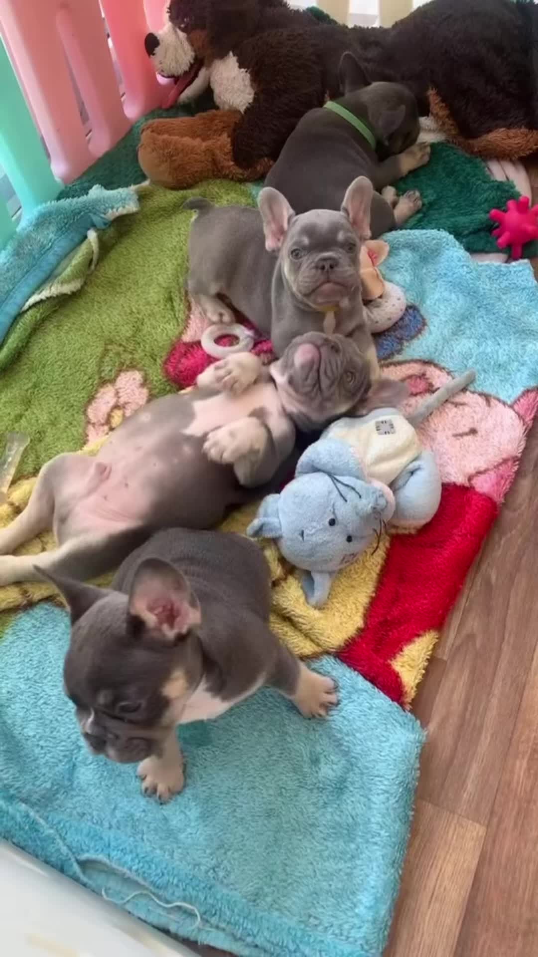 @Devotabullz