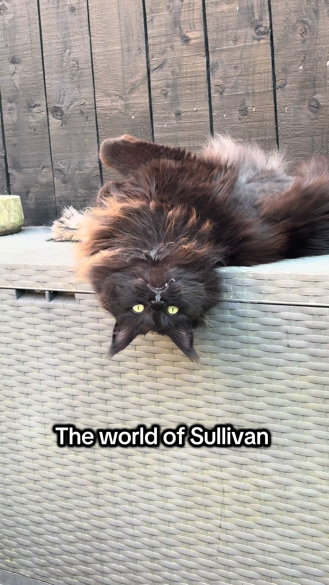 @Gus & Sully Maine Coon Boys