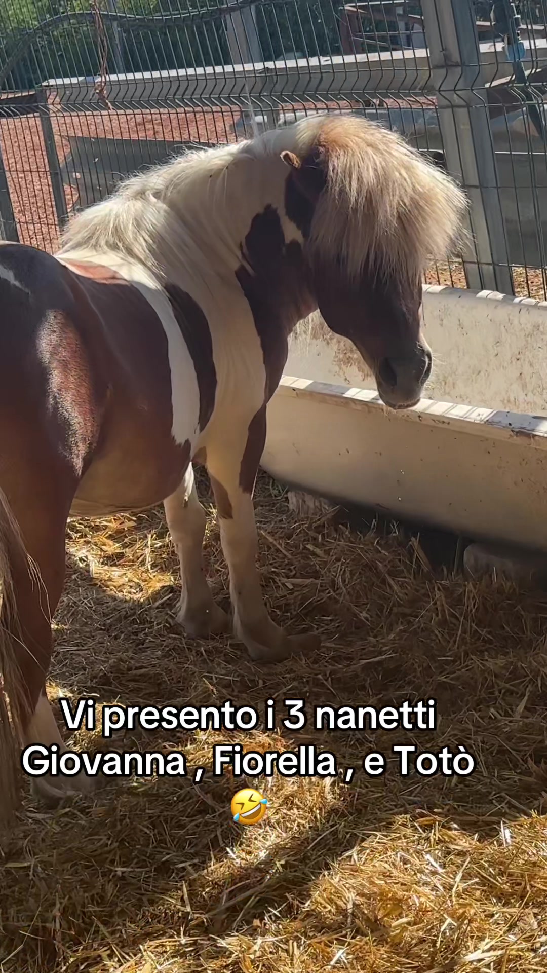 @Giovanna Manzaro