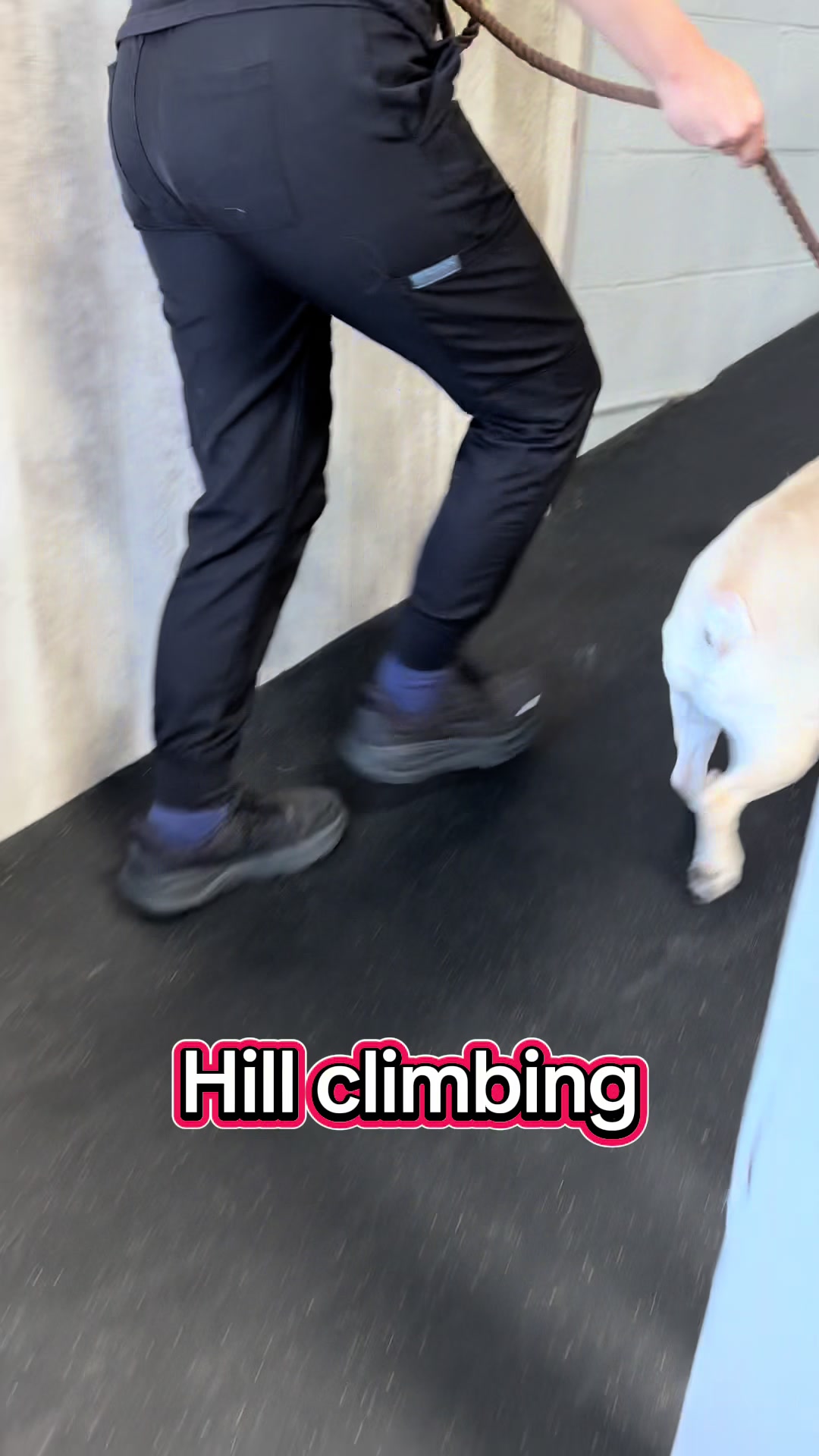 @ArfitDogRehabFitness
