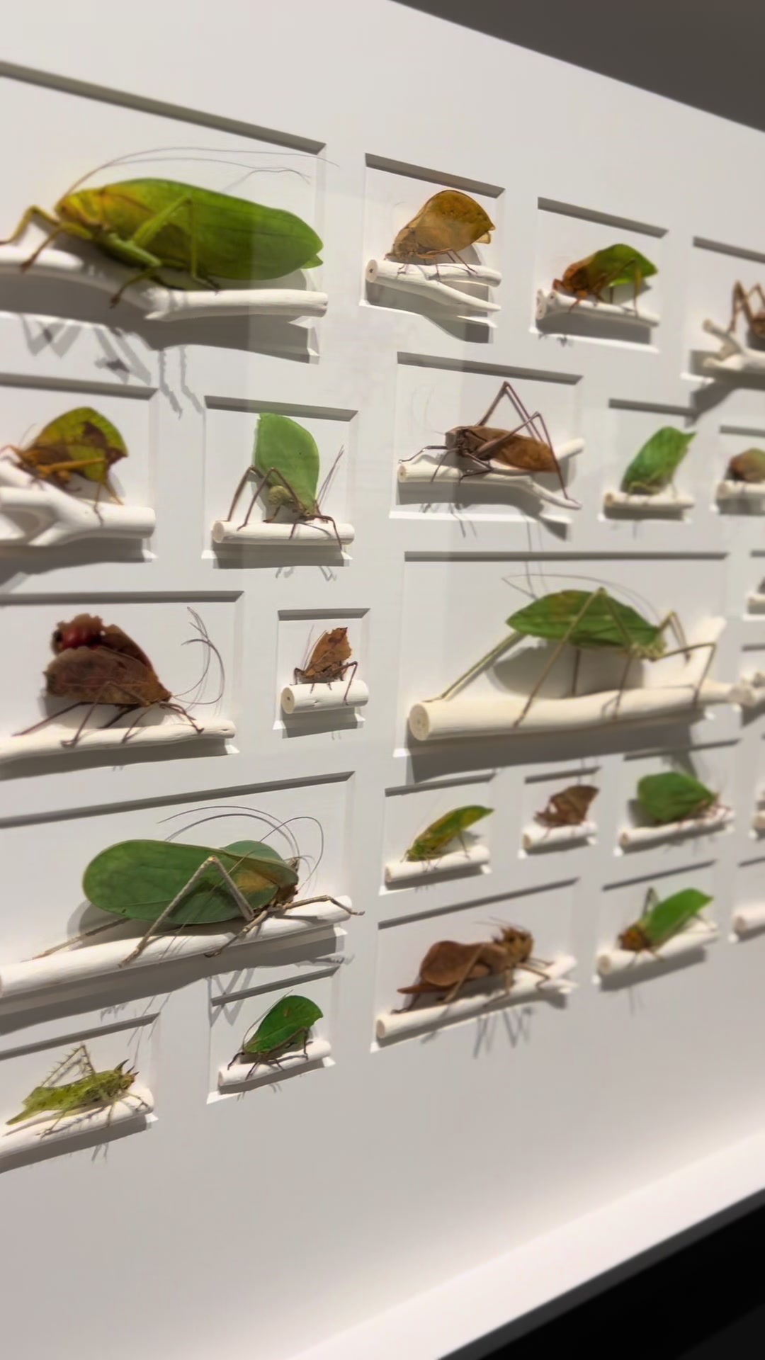 @FernsBugs