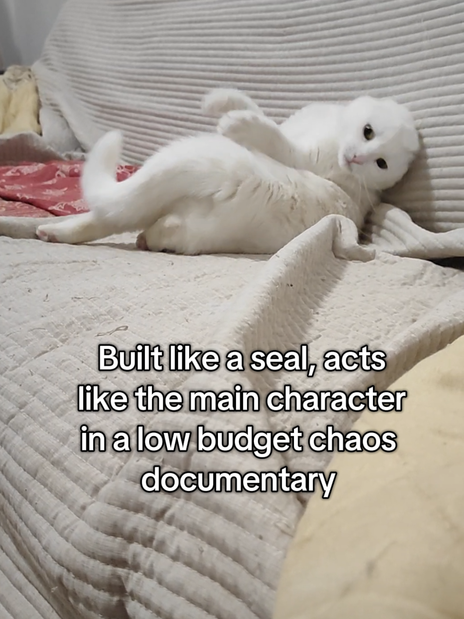 @Fluffy - the persian cat