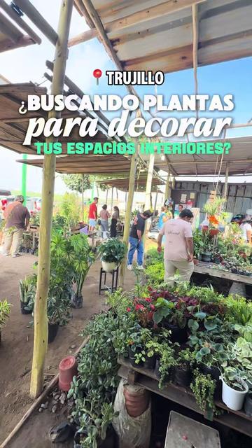 @VIVERO LAS G🦁RDENIAS|TRUJILLO