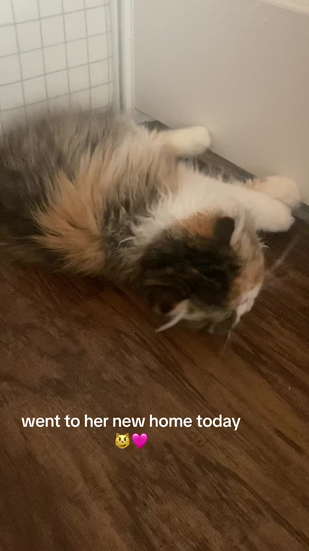 @henryetta.the.cat.lady
