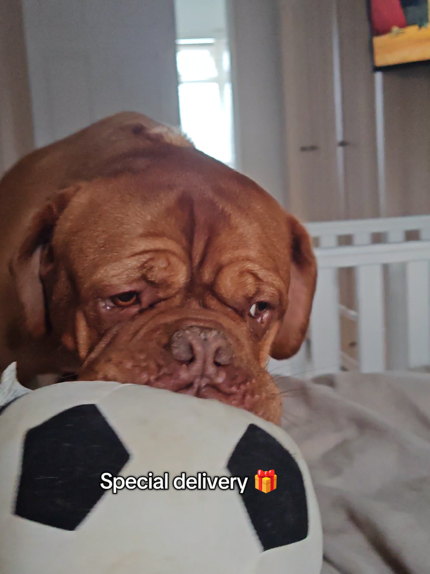 @Diva Dogue Nala