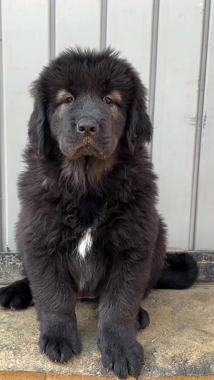 @Kashmiri_Bakrwal_Dog