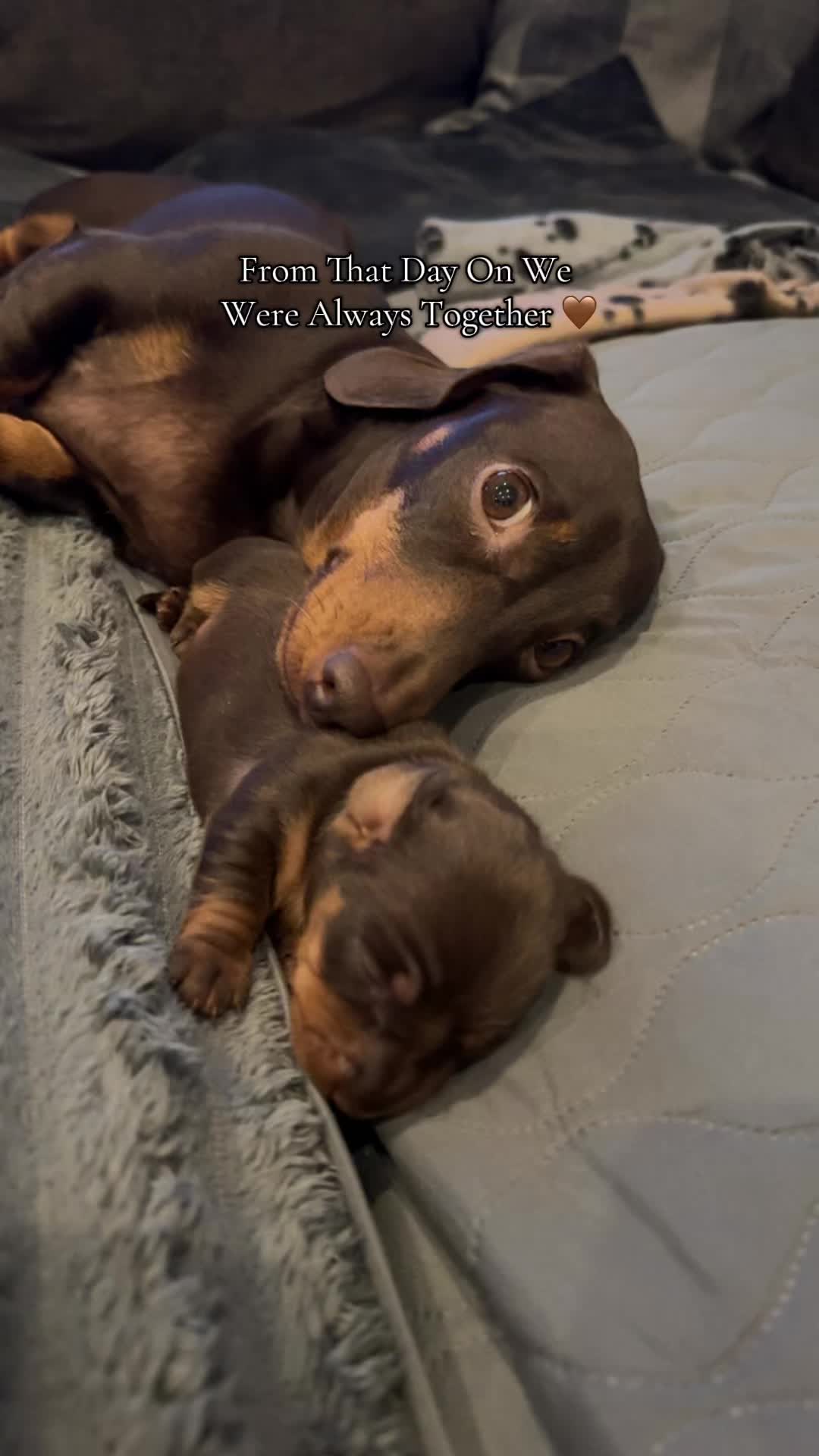 @ciciolive_mini_weiners