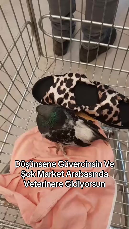 @gaye avikgül💫🧚♀️