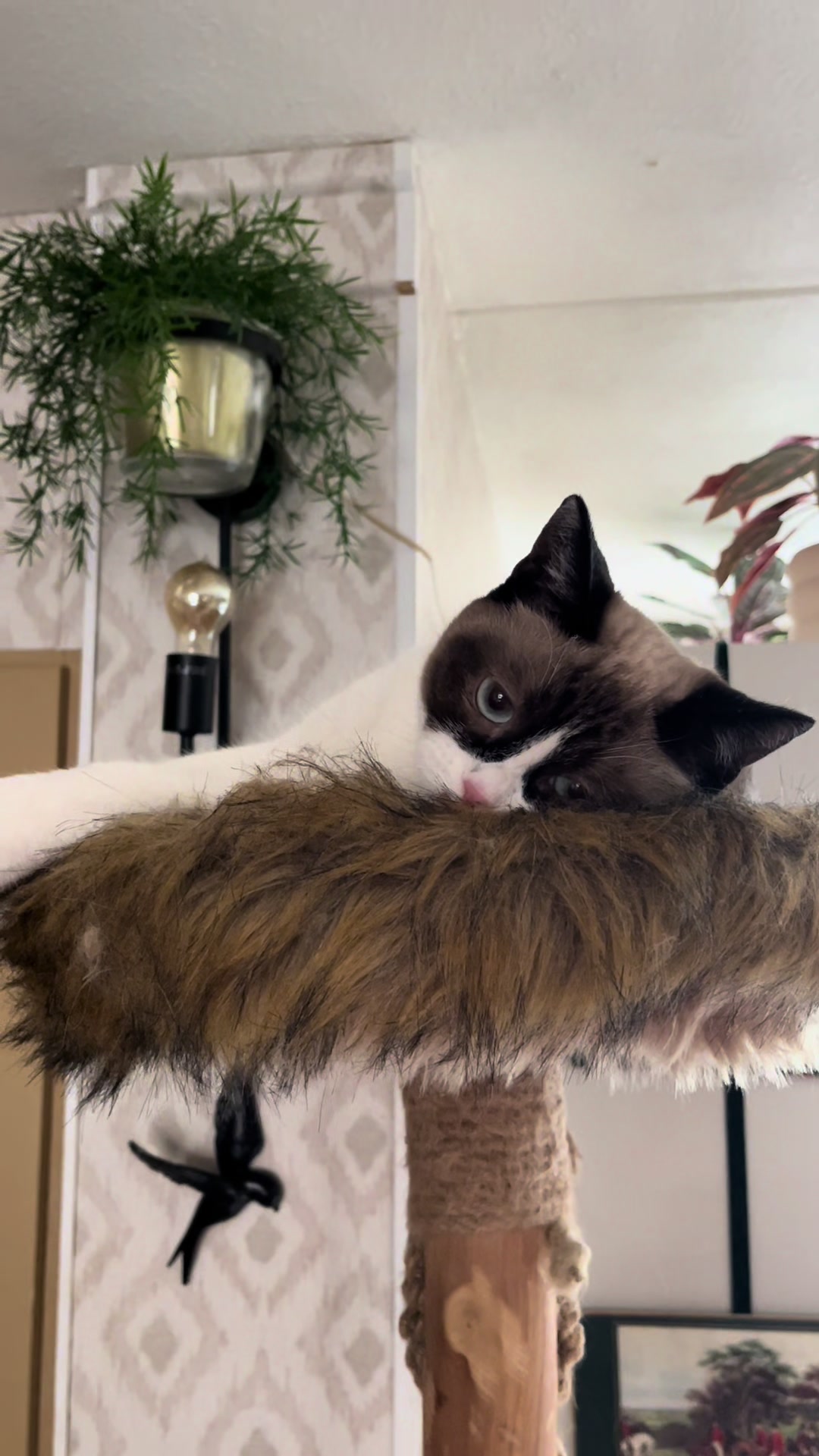 @grumpycattommyandfriends