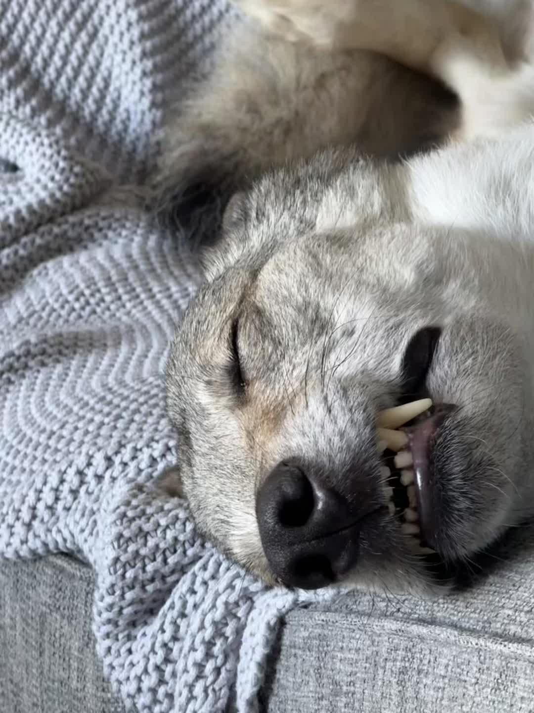@Warwicks Wolfdog