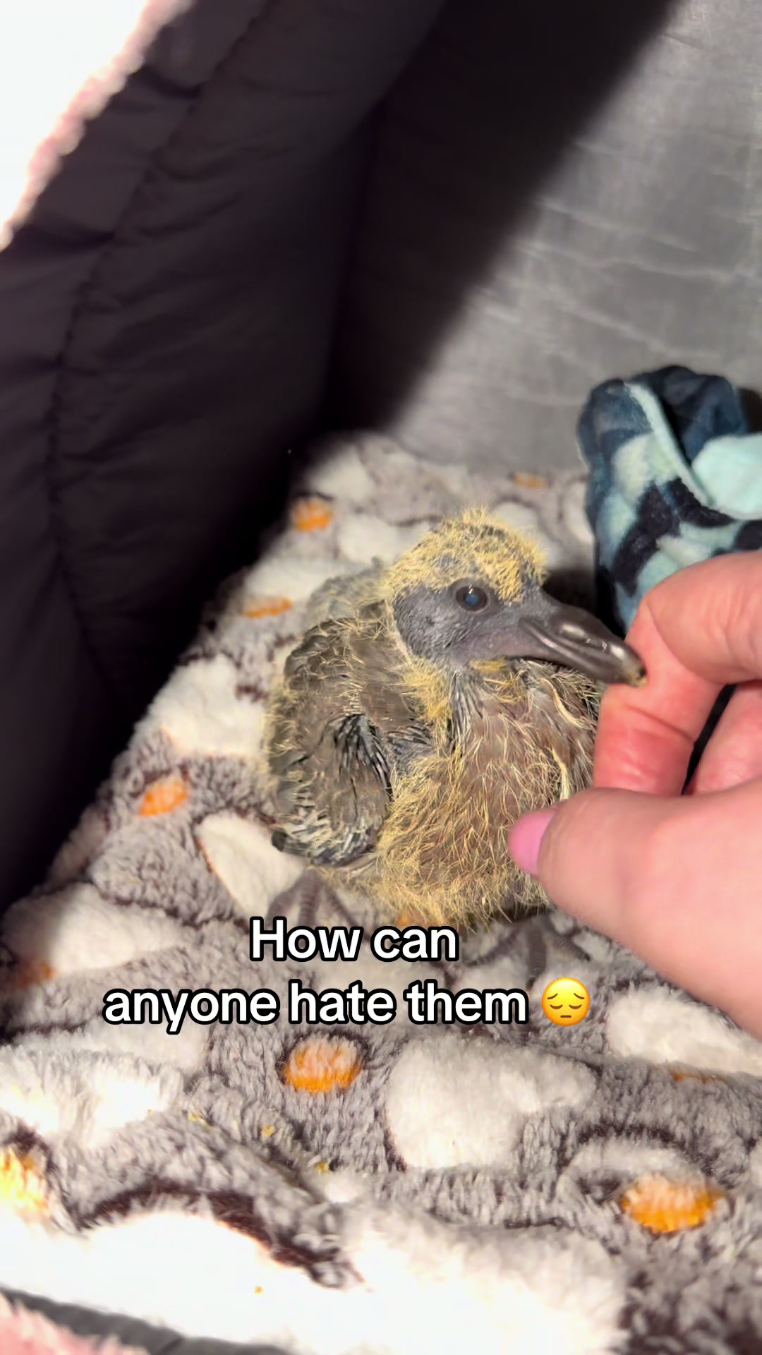 @Nekobutts 🐦