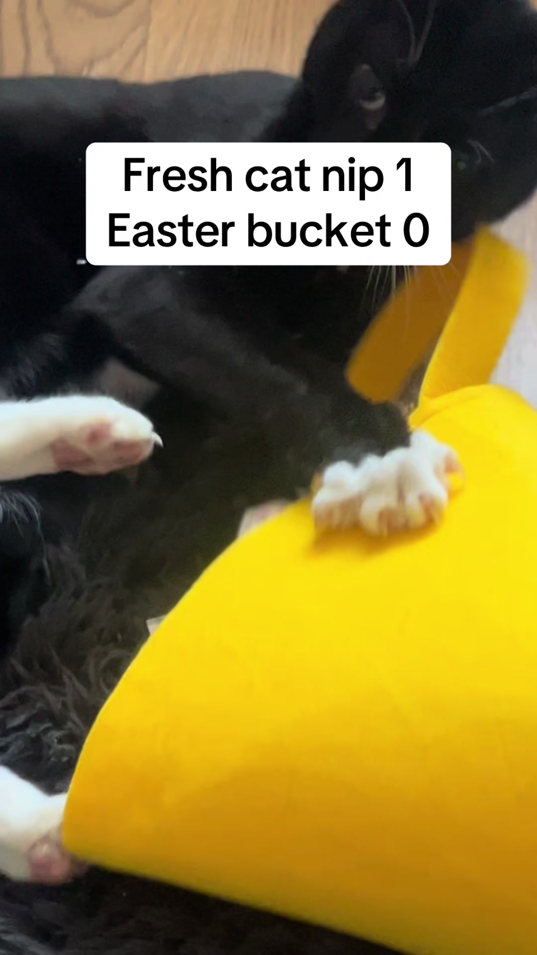 @Rebecca and Zorro 🐈⬛