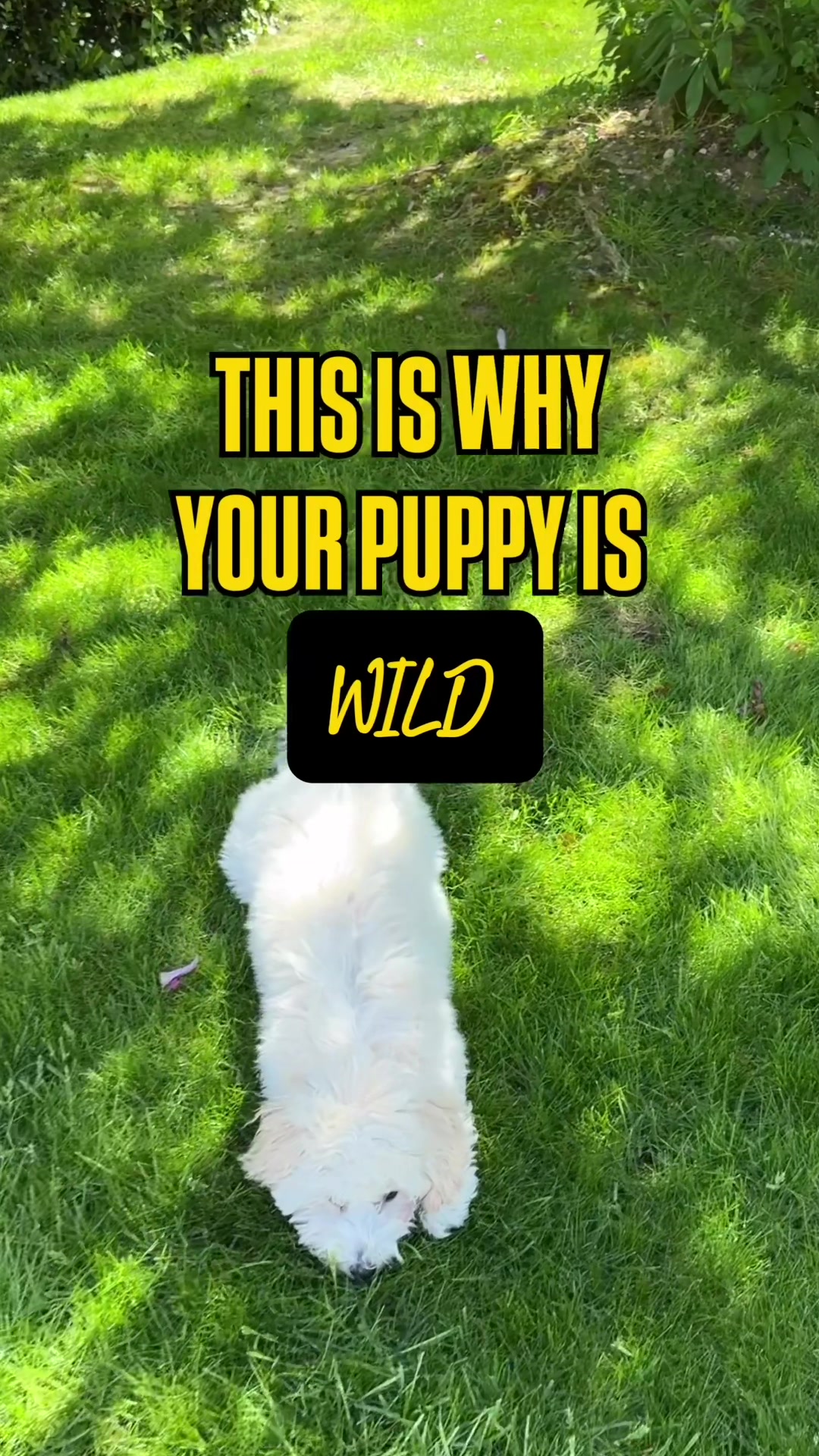 @Sara Professional Dog Trainer