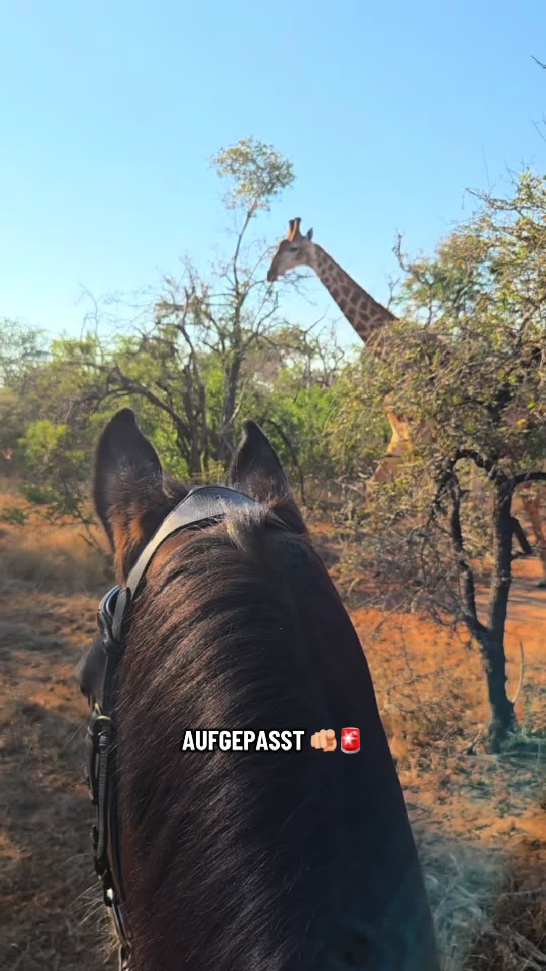@Hoof & Travel 🐴🌍🐘
