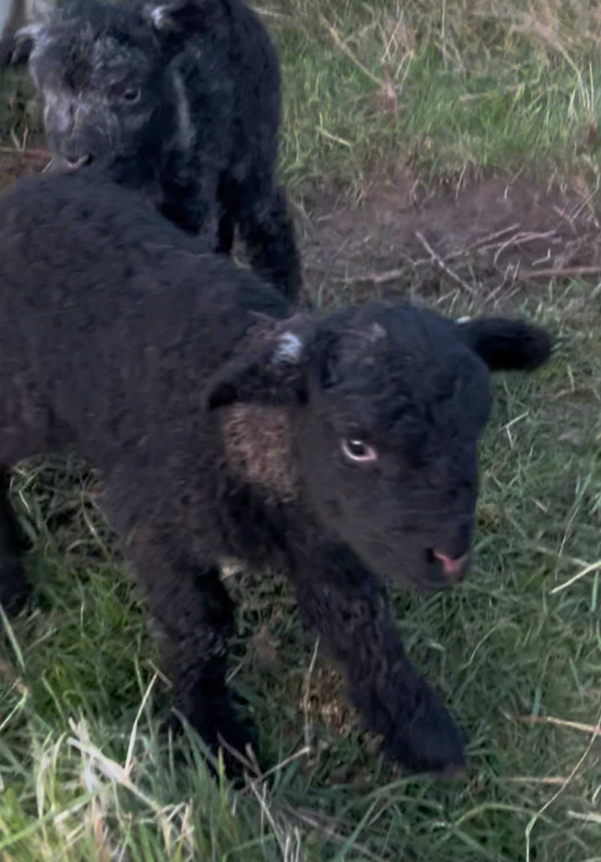 @Annie The Lamb