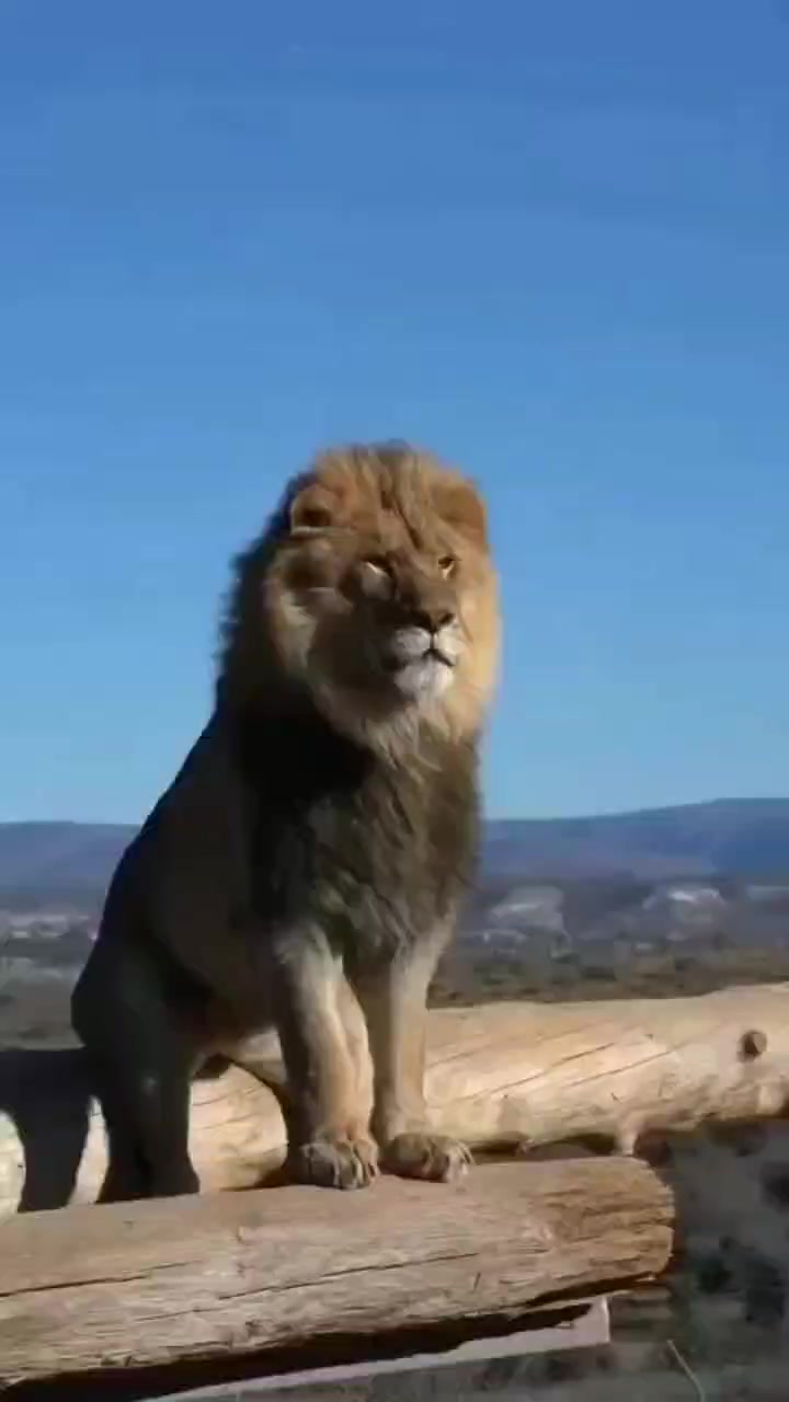 @LION MOTIVATION 🇨🇩🇨🇩🇨🇩