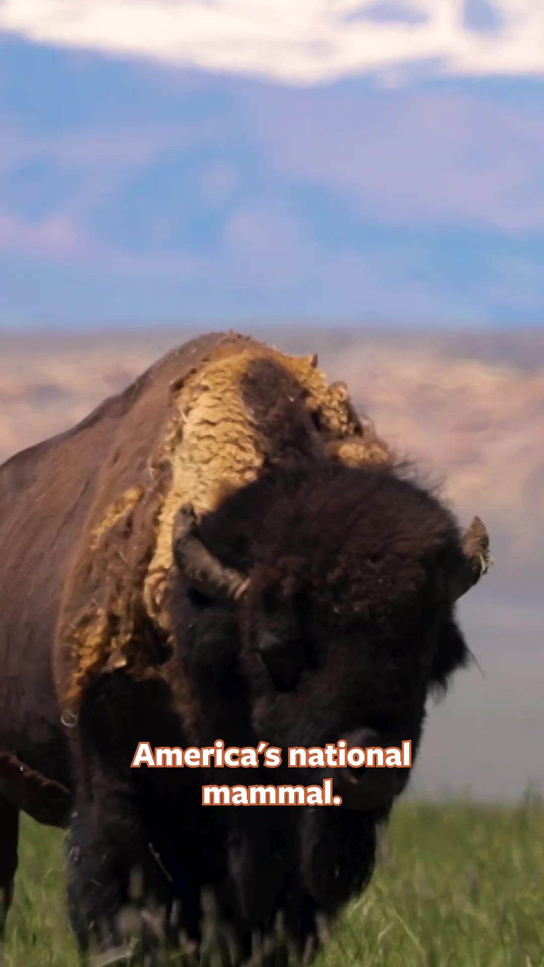 @Mutual of Omaha's Wild Kingdom