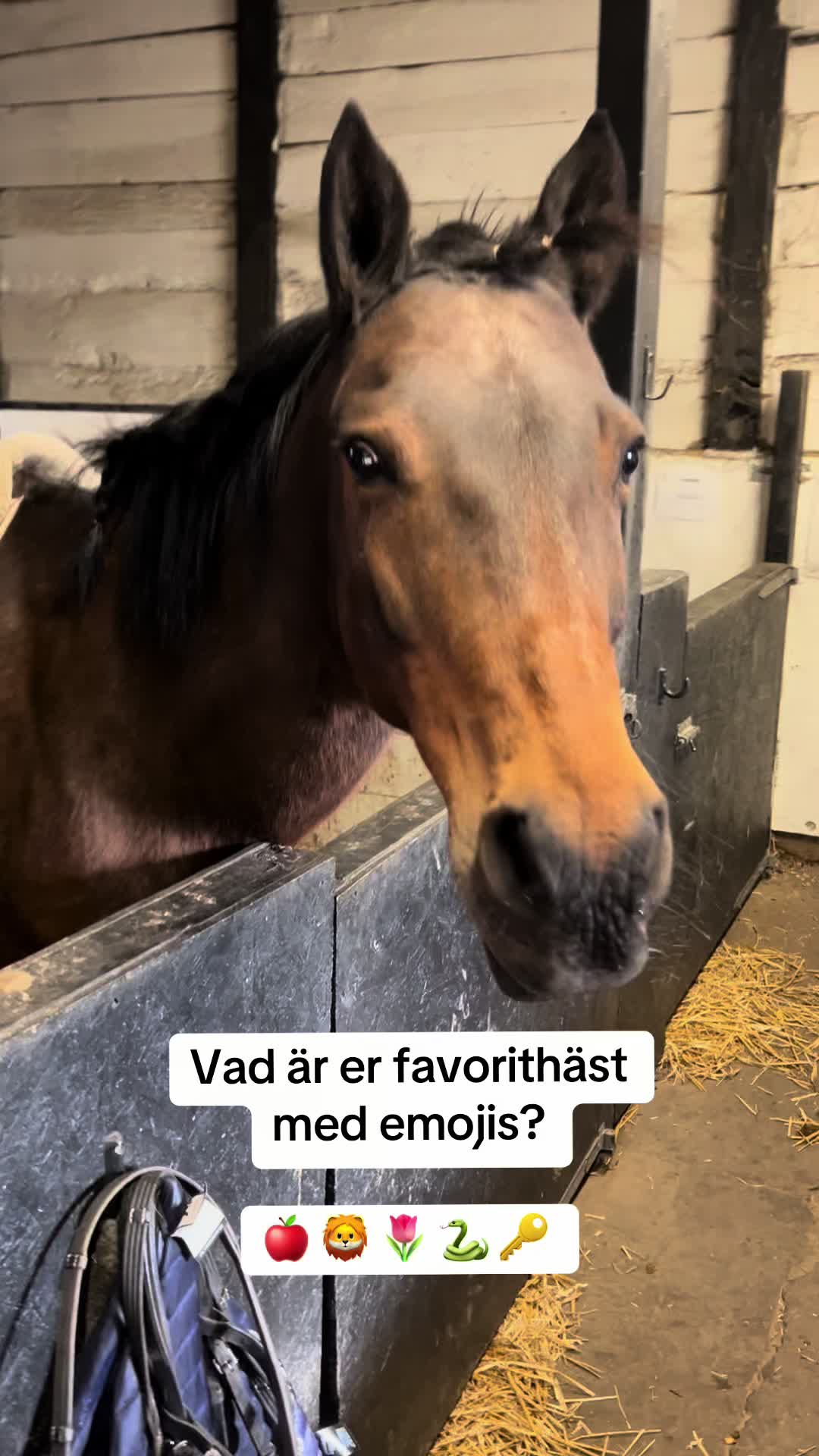 @skritt.trav.galopp