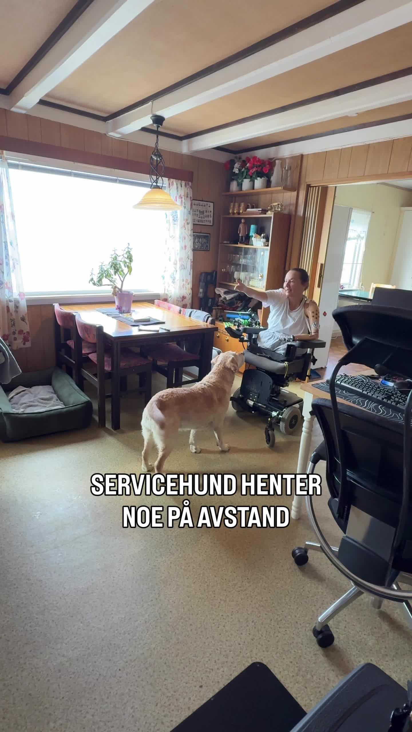 @MyHippiDog & Liv Tone 🇳🇴
