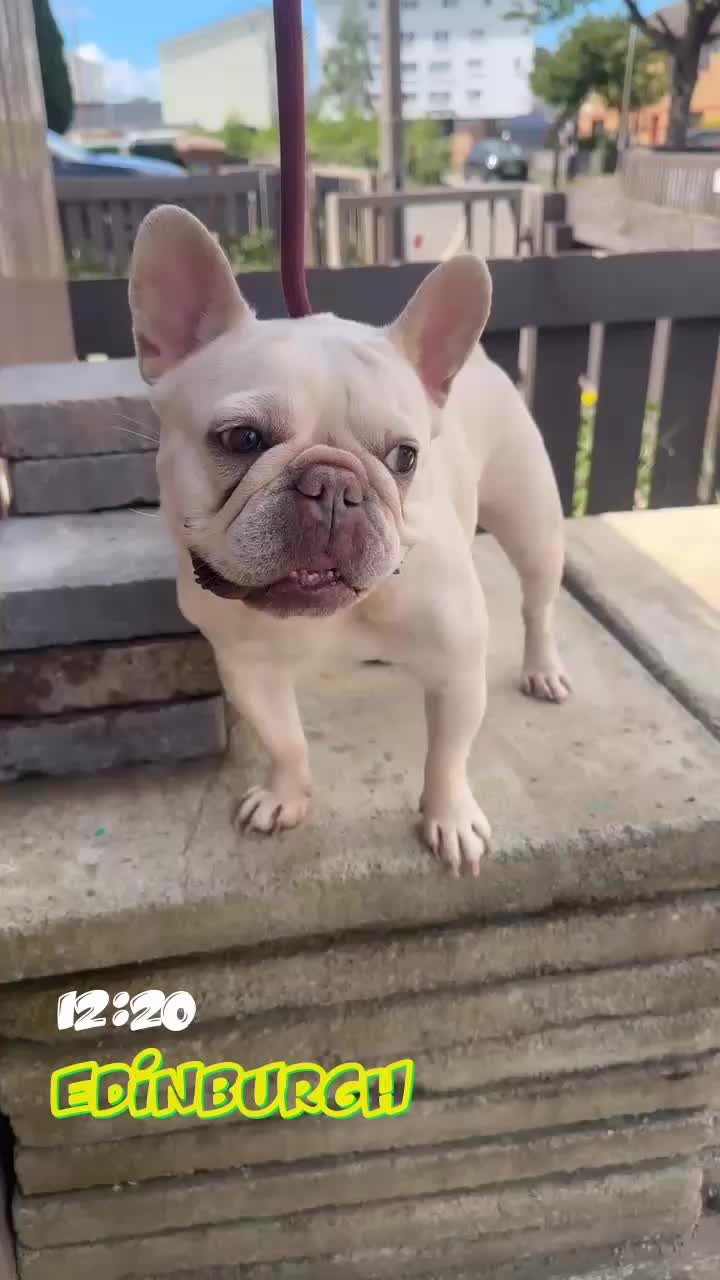 @Bullgang
