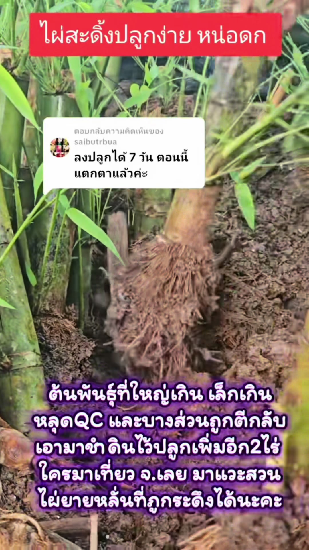 @นัดดาชอป
