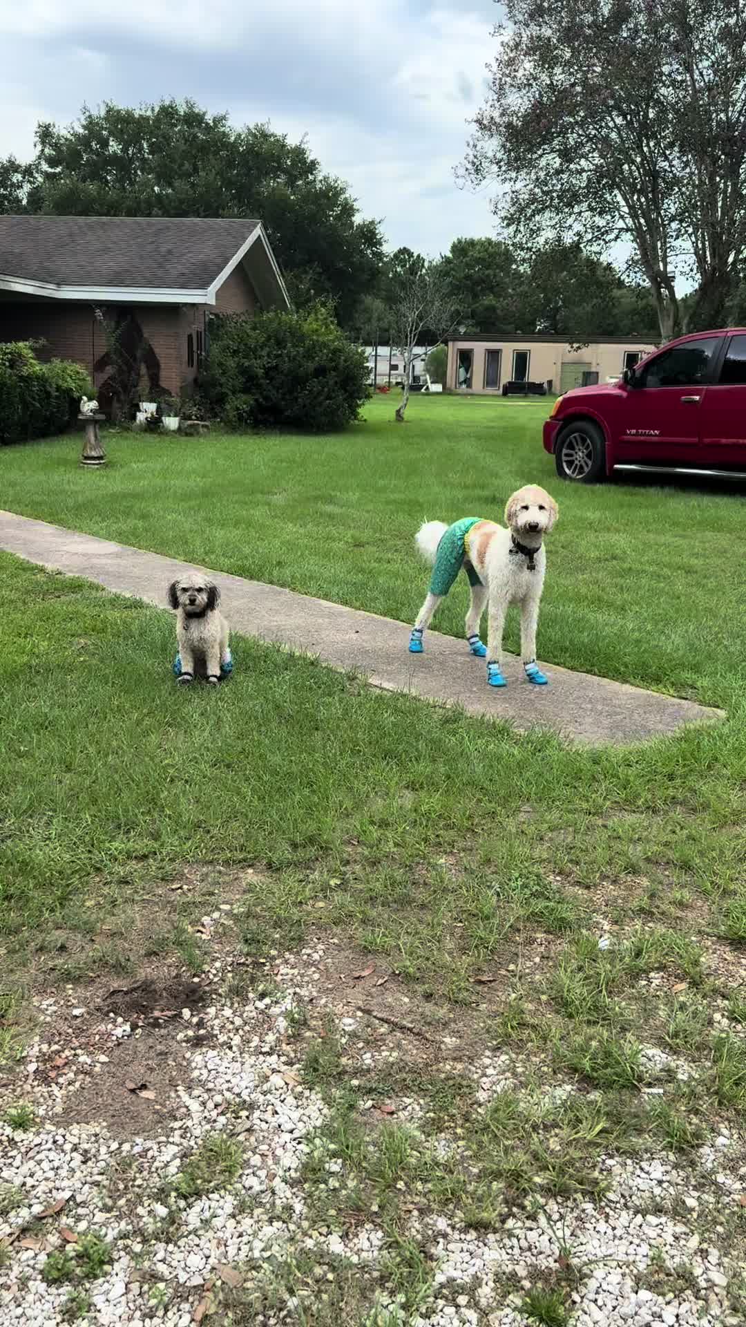 @bigdoodleandlittledoodle