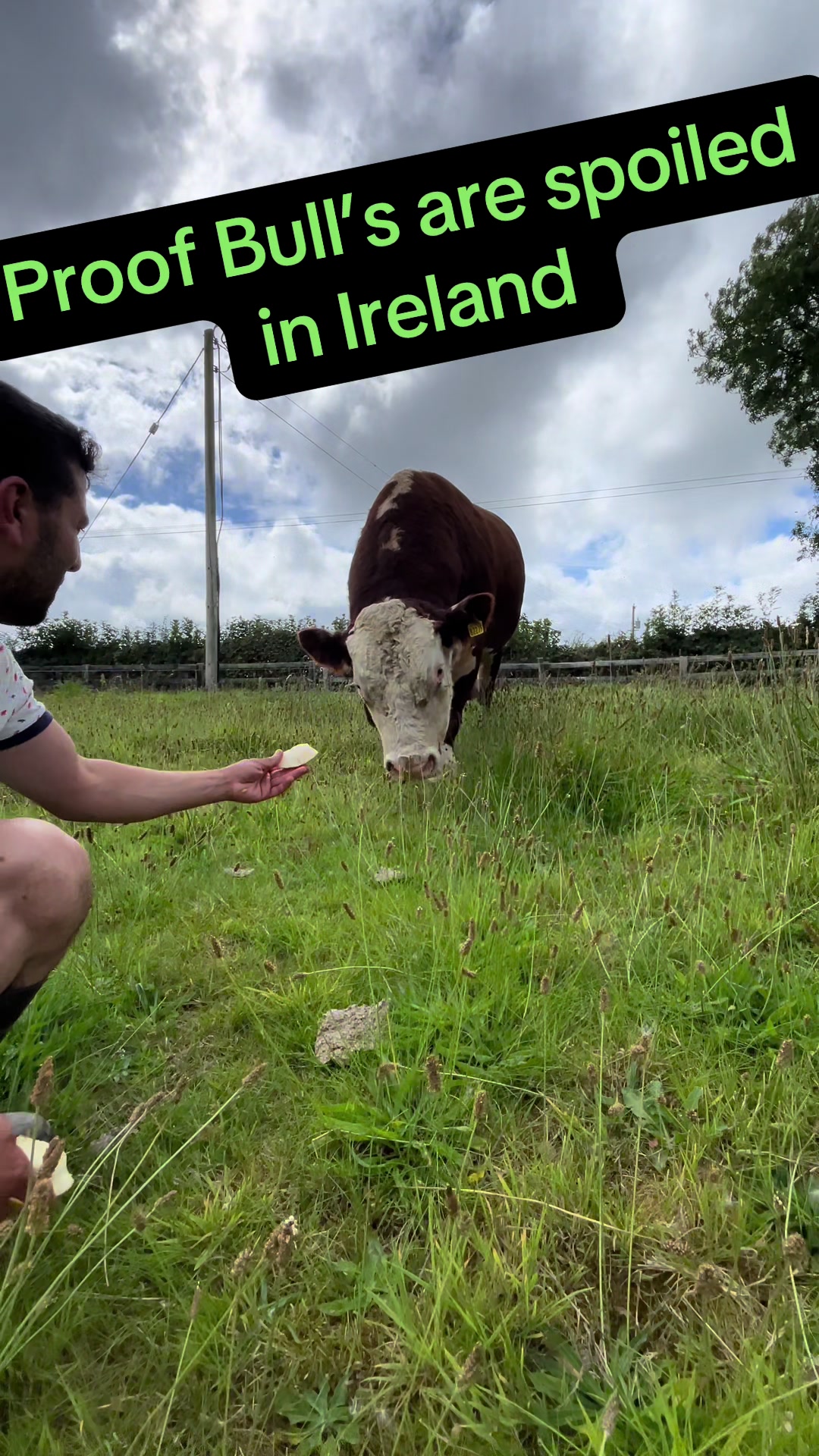 @Cow King 🐮🤴