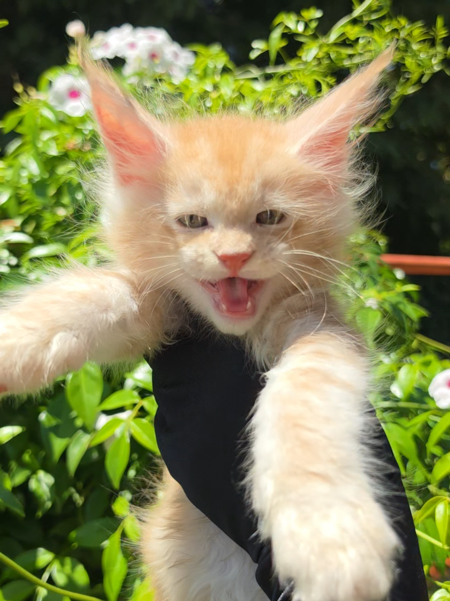 @Peaky Claws Cattery