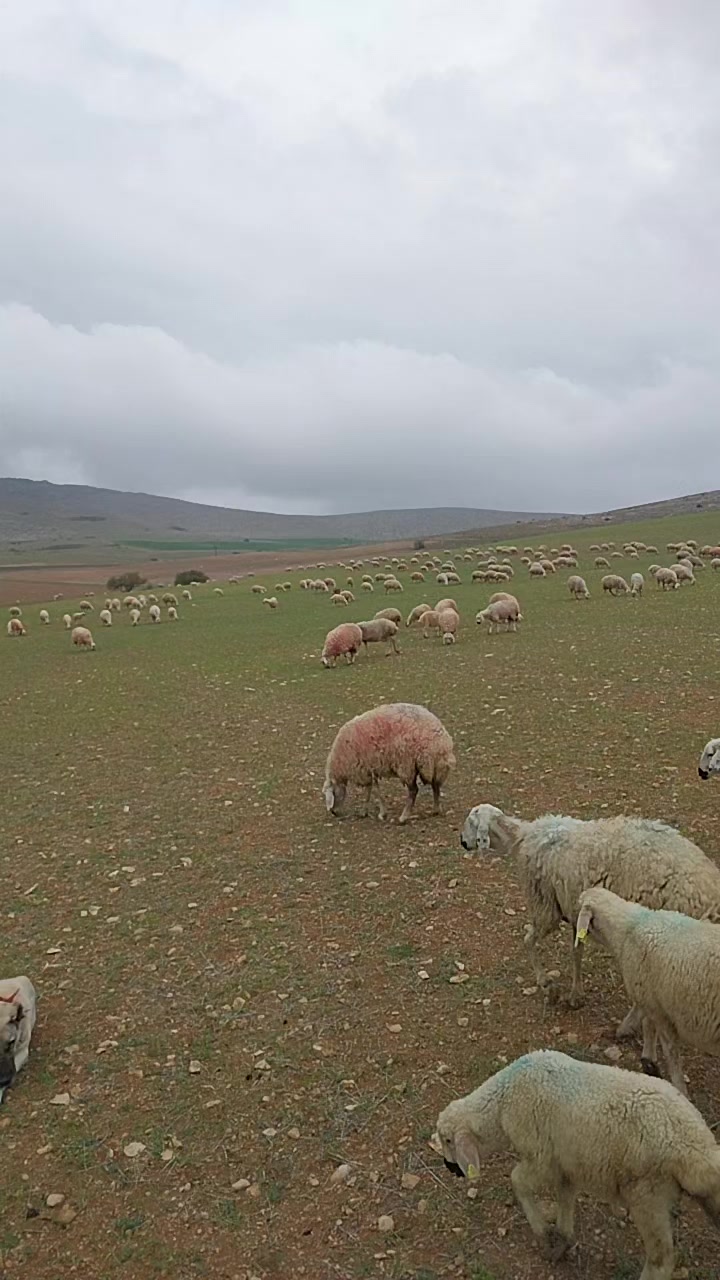@Ismail Çapar42