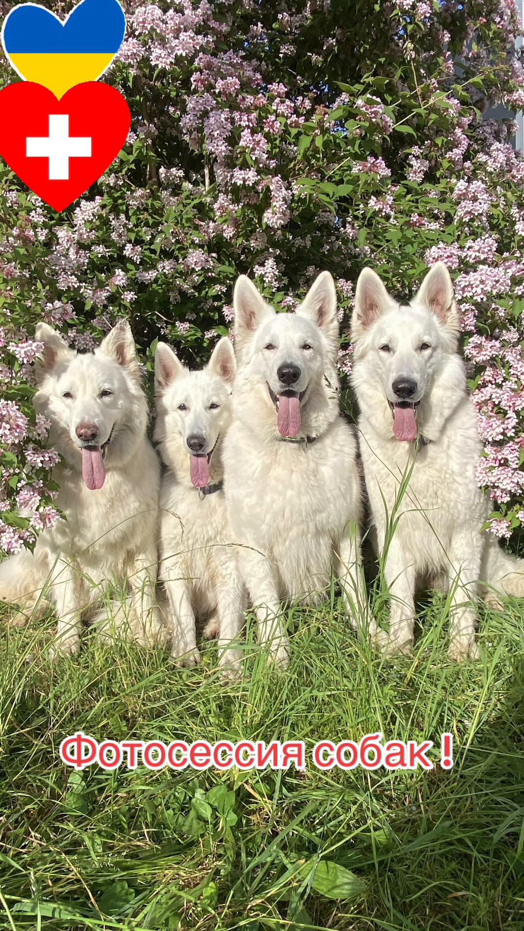 @white_ange_dog