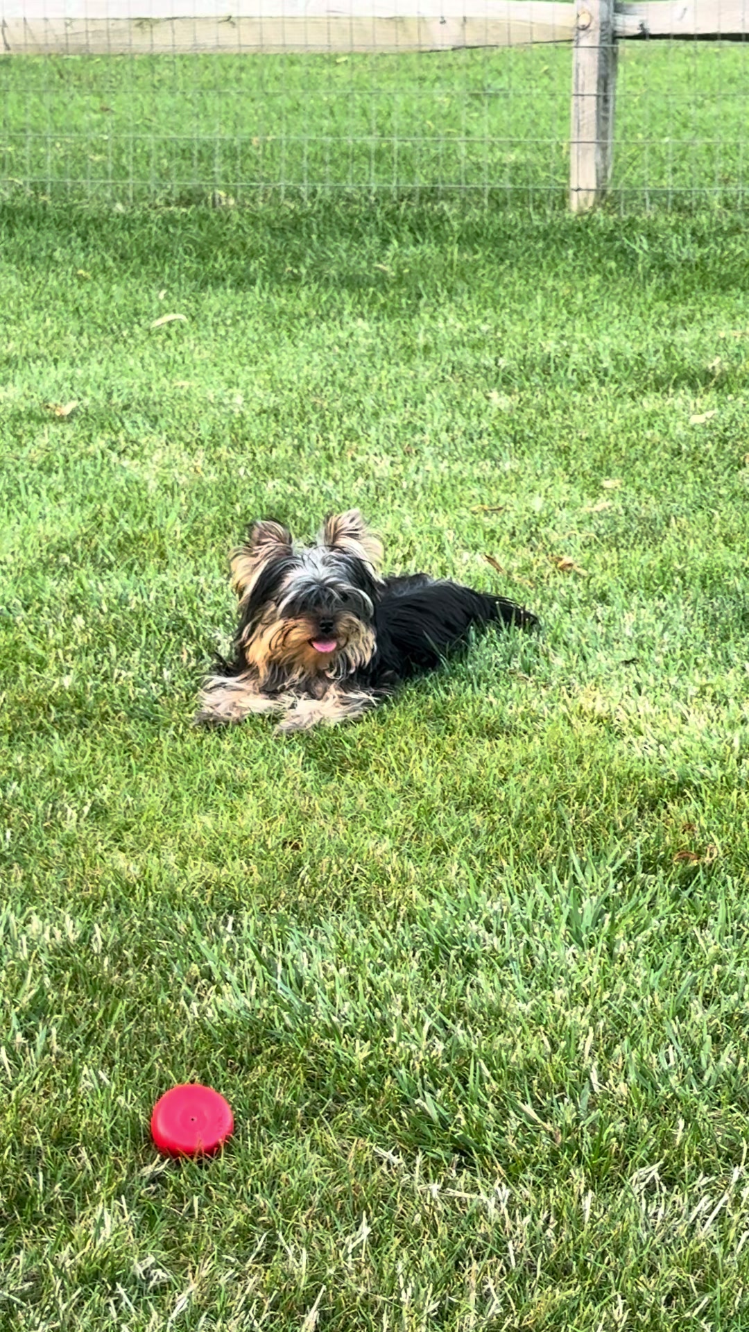 @Kimbrays Yorkies