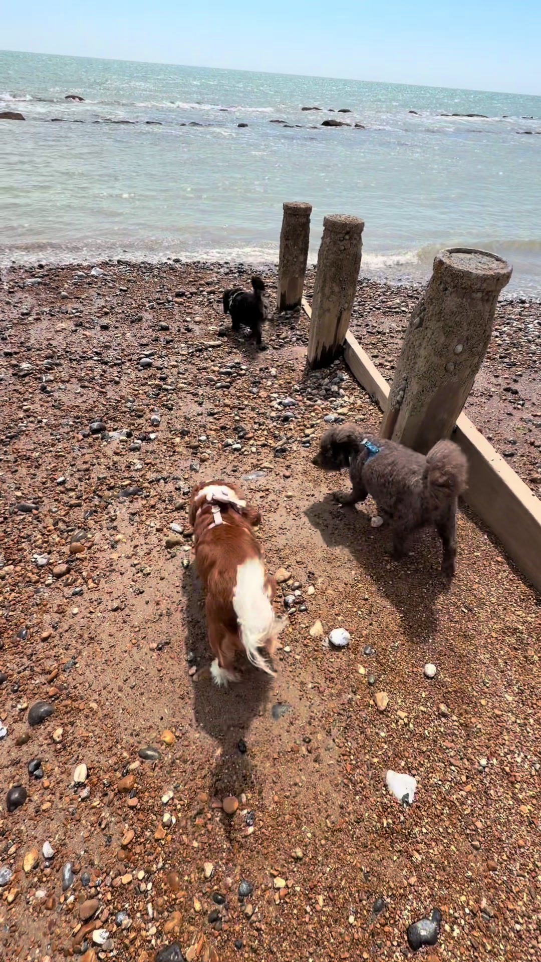 @Coco the Poodle & friends