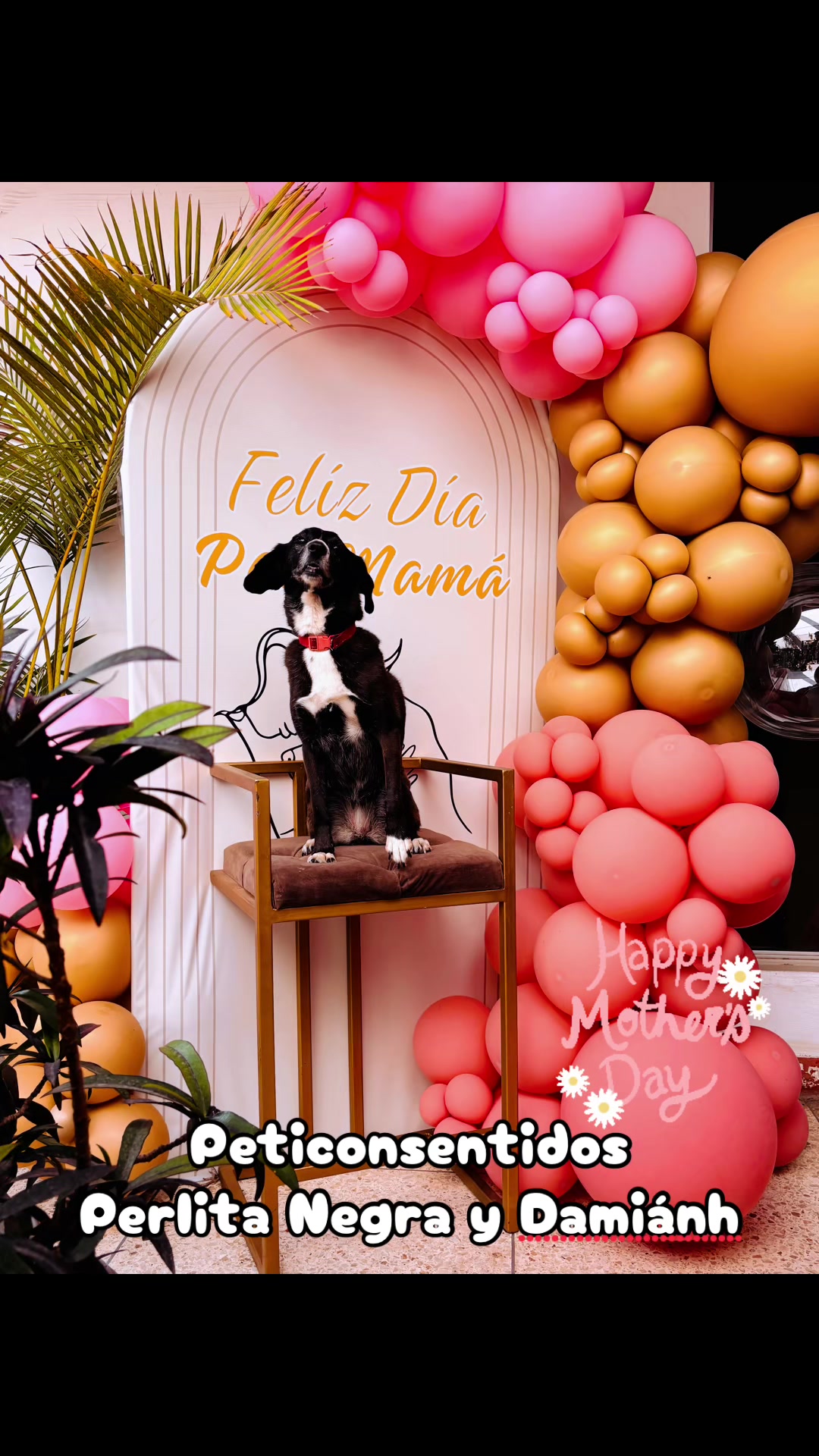 @🐾 Petisos 🐾