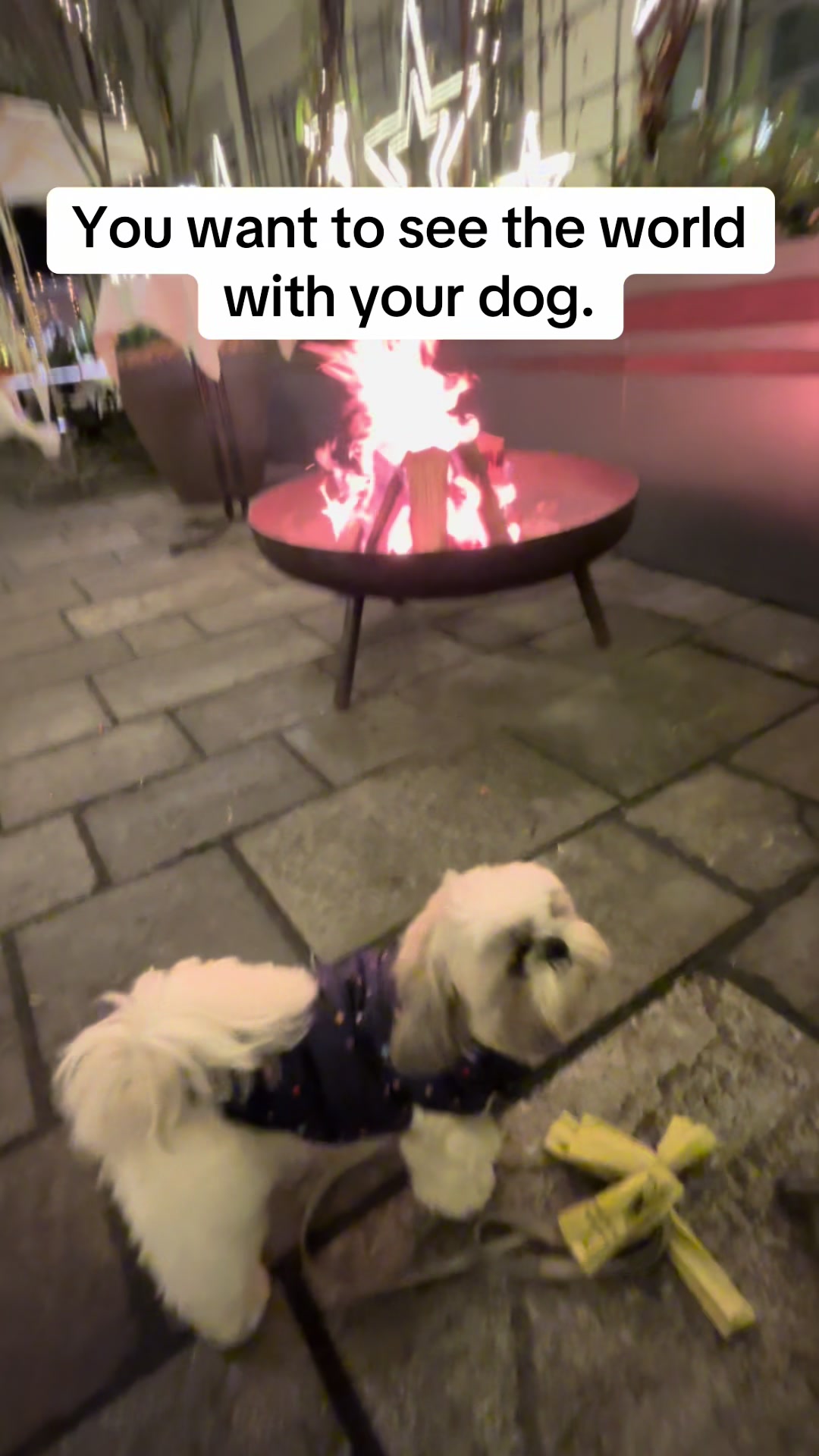 @Daisy | The Dog Travel App