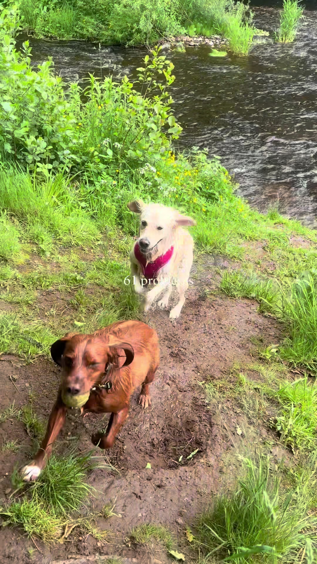 @Robyn’s Dog Walking Services