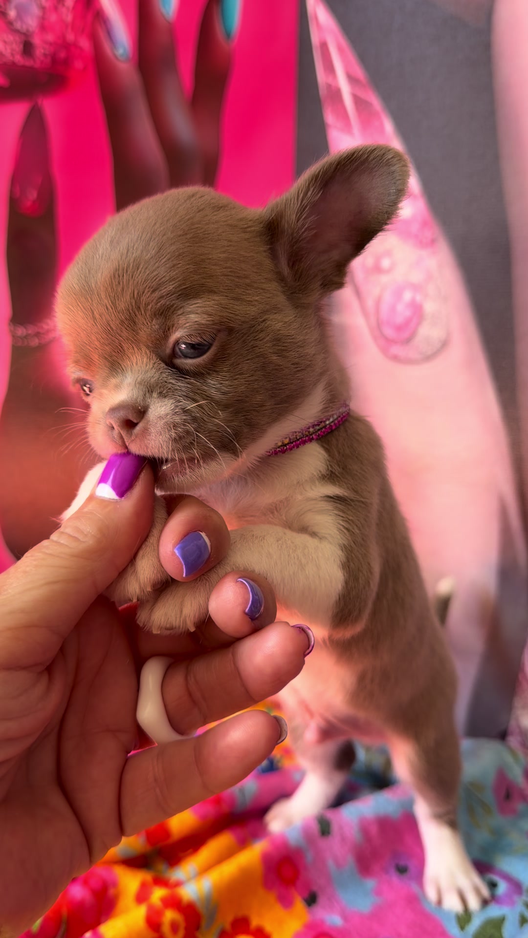 @Xhiana Chihuahuas. 🇪🇸