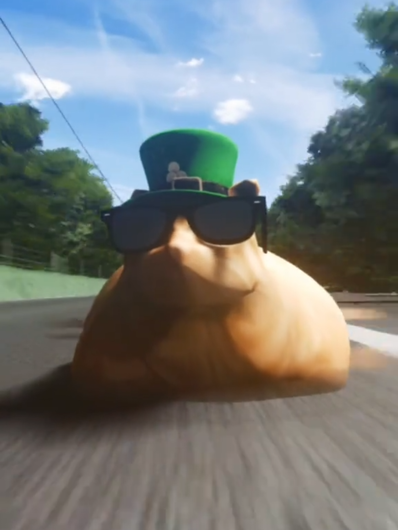 @Pablo the Race Cat