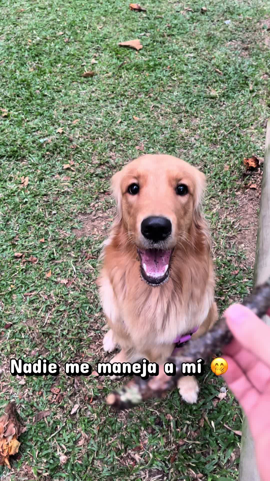 @Mila 🐶