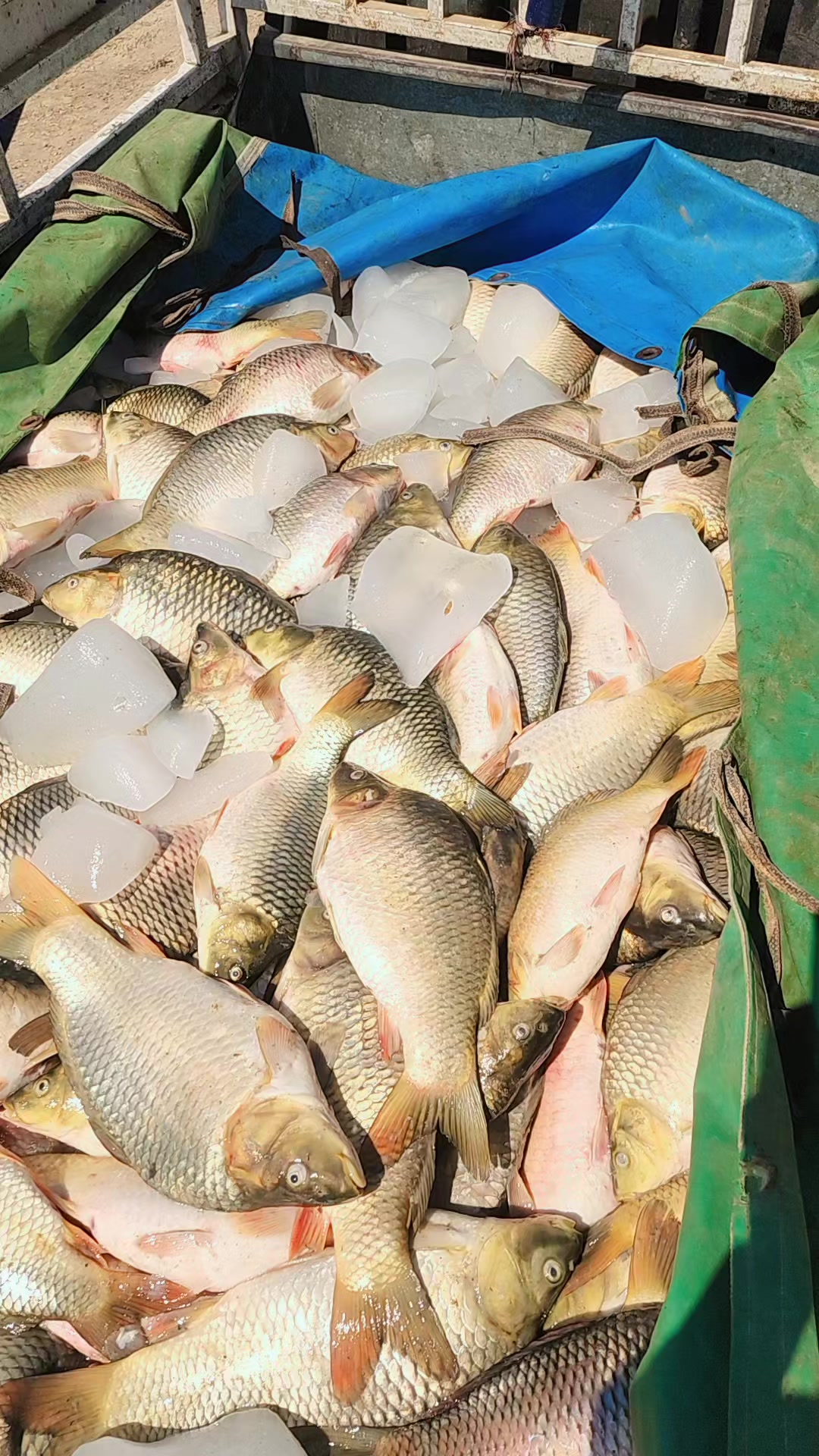@🐟عارف زراریarf zrare🐟