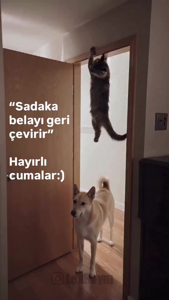 @çılgın...kediler